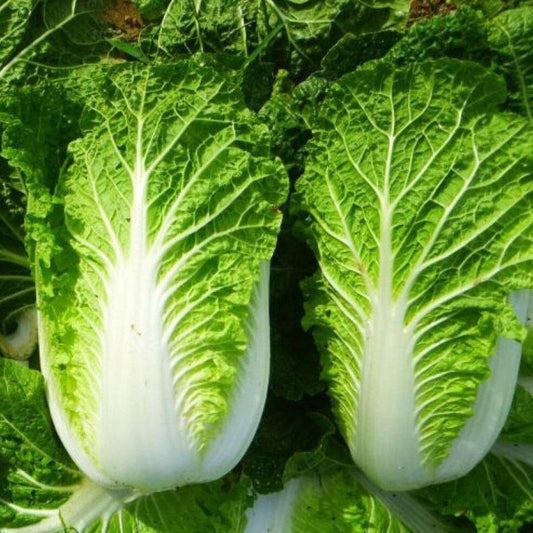 Your First Lettuce & Herbs with HydroZen: FAQs and Tips for Growing Greens