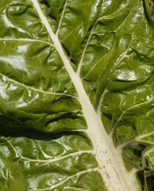 Swiss Chard Fordhook Giant