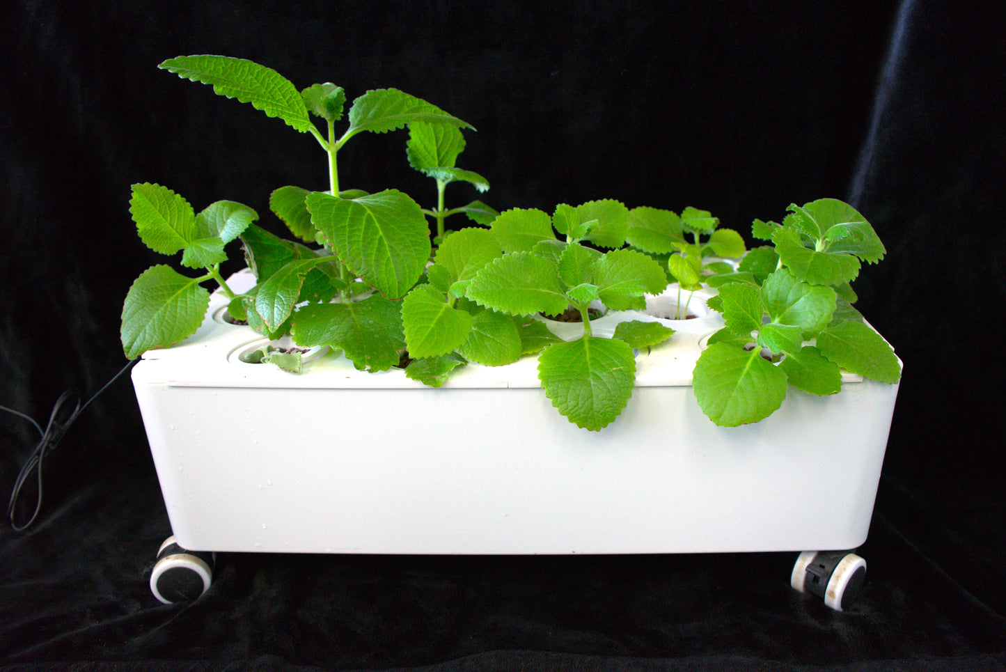 THE HYDROZEN MINI - With LED Grow Lights