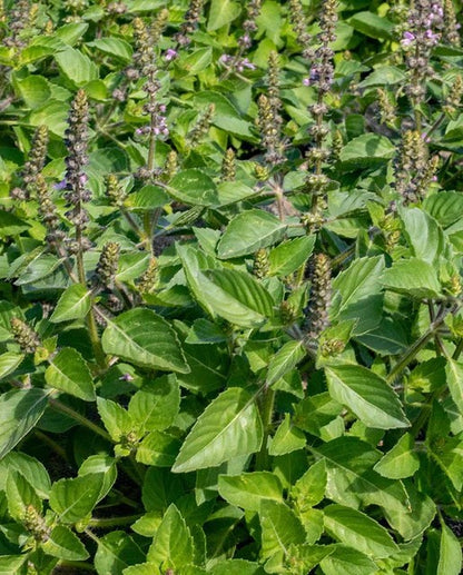 Holy Basil Certified Organic