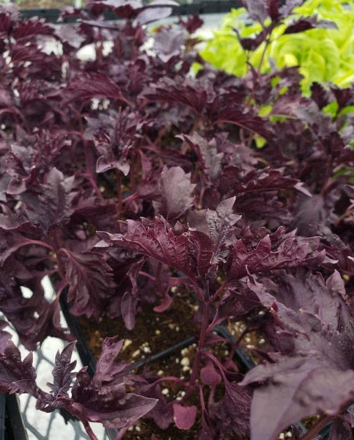 Purple Ruffles