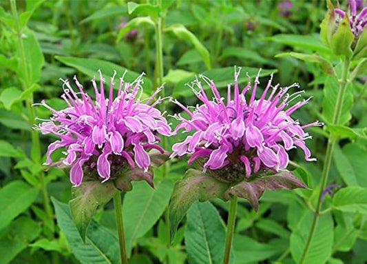 Wild Bergamot