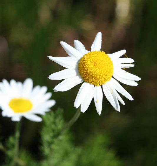 German Chamomile Certified Organic