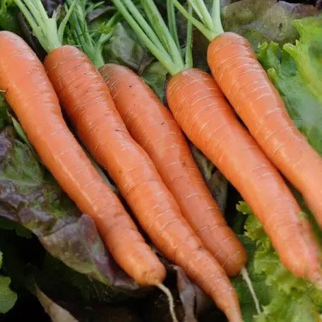 Carrots Napoli F1 certified Organic