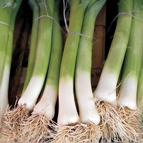 Leeks Alto Varna Certified Organic