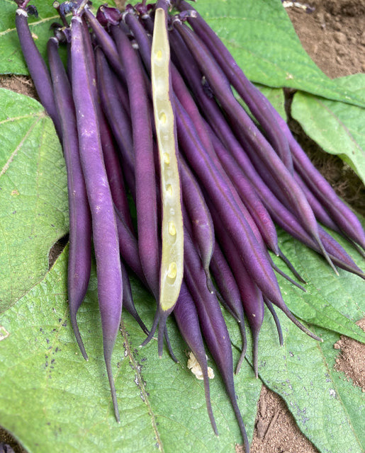 Beans Celin Certified Organic