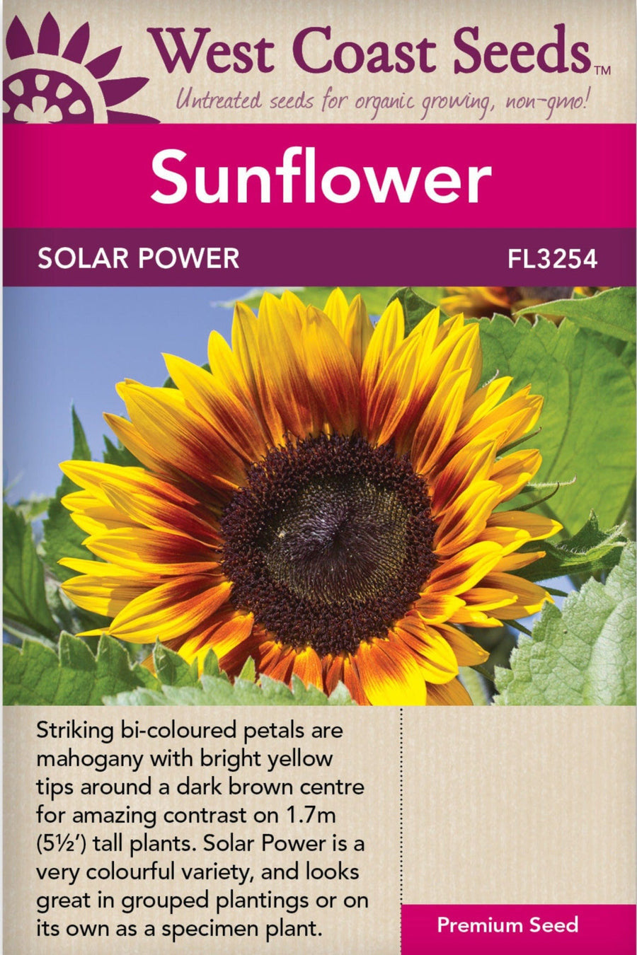 Sunflower- Solar Power