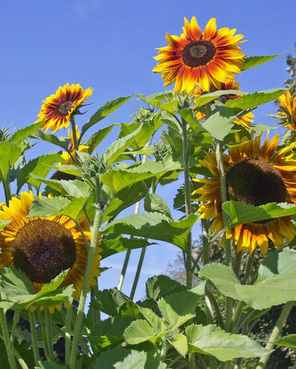 Sunflower- Solar Power