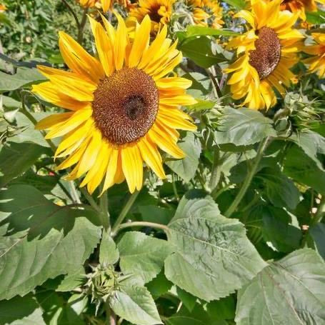 Sunflower Peredovik Certified Organic
