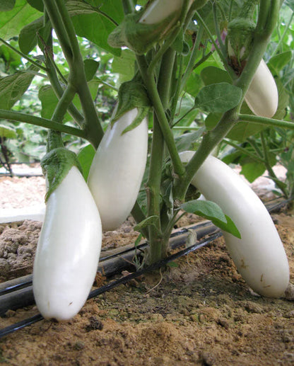 Eggplants- Snowy F1certified organic