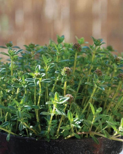 Summer Savory