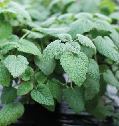 Lemon Balm - Mandarina Orange Balm