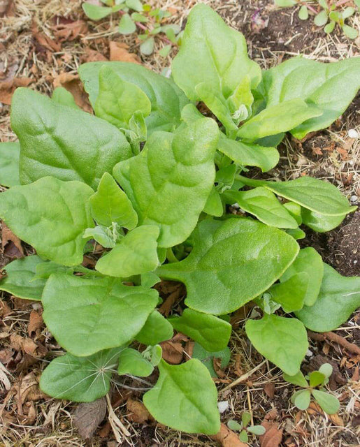 Spinach - New Zealand Spinach