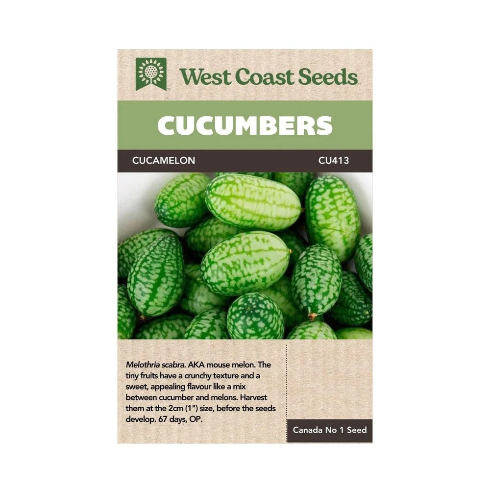 Cucumbers Cucamelon