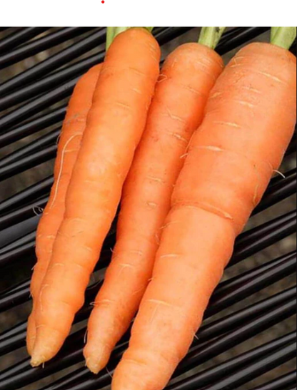 Scarlet Nantes Carrot