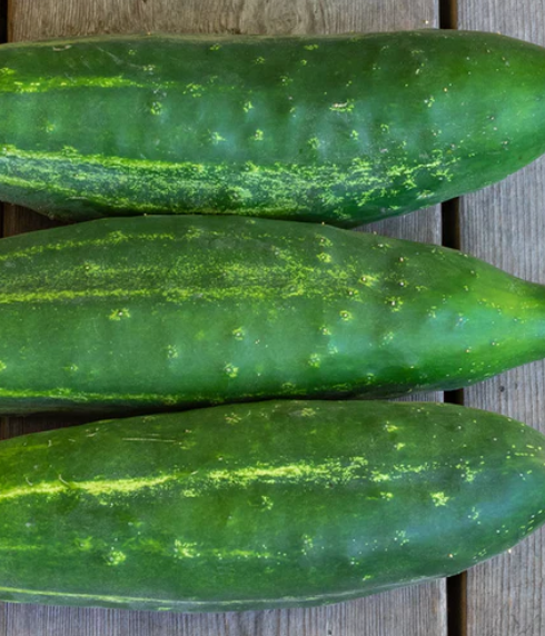 Cucumbers- Early Fortune Certified Orgainc