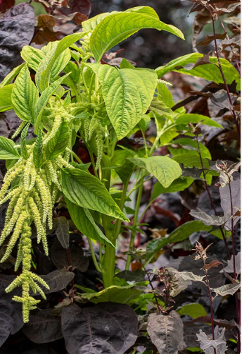 Amaranth Callaloo