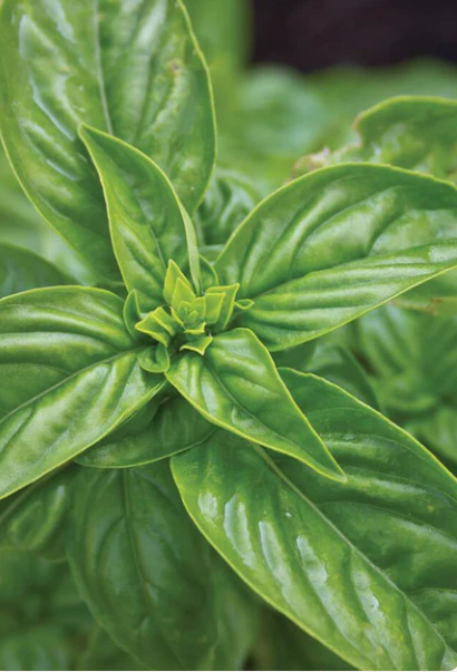 Basil Sweet certified Organic