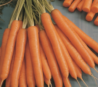 Carrots Mokum F1