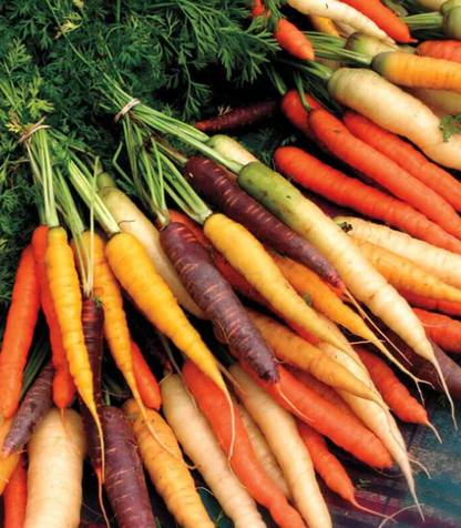 Carrots Rainbow Blend