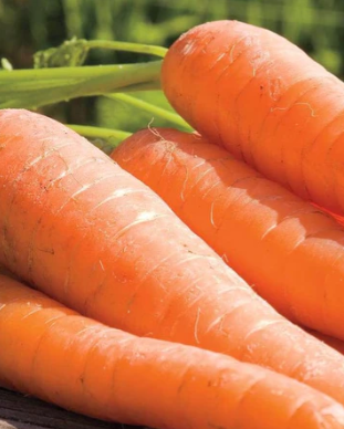 Carrots Ya Ya F1 Certified Organic