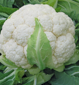 Cauliflower Skywalker F1 Certified Organic