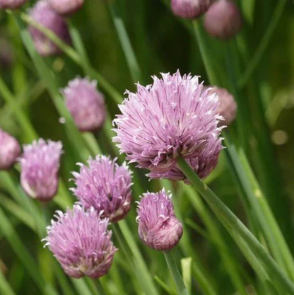 Chives Certified Organic