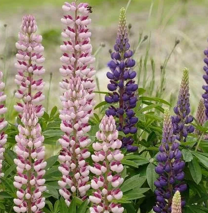 Lupins Russell Hybrids