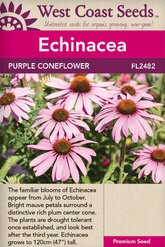 Echinacea Coneflowers Purple