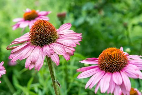 Echinacea Coneflowers Purple