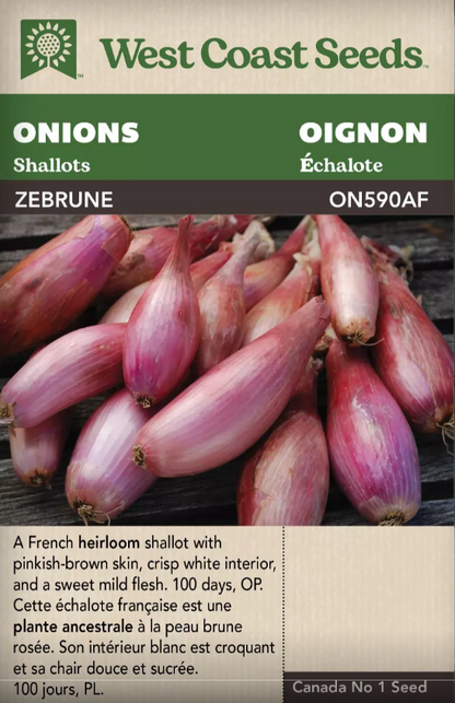 Onions Zebrune