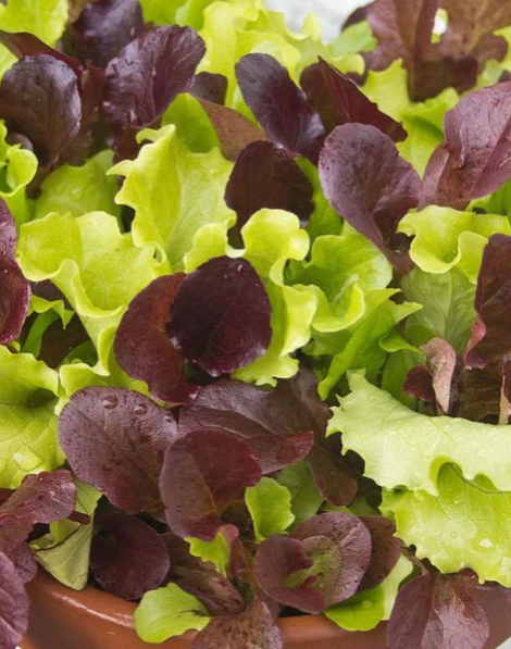 Lettuce City Garden (Pelleted)