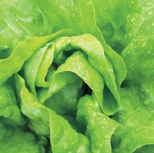 Lettuce Buttercrunch