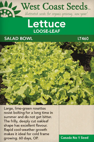 Lettuce Salad Bowl Green