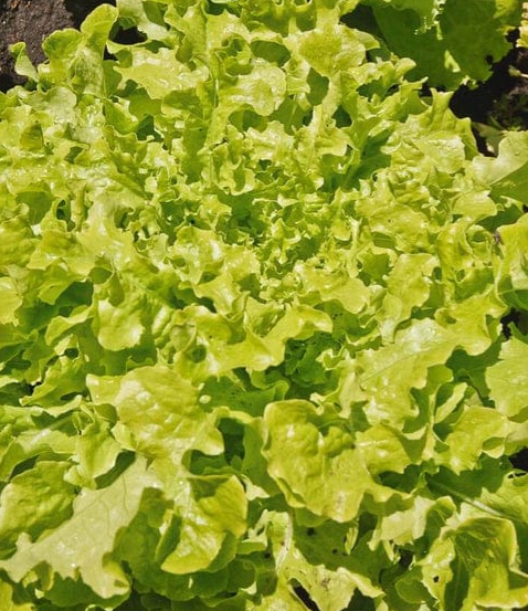 Lettuce Salad Bowl Green