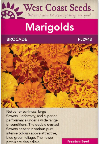 Marigolds - Brocade