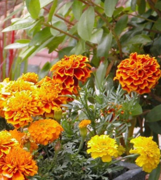 Marigolds - Brocade