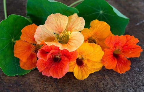 Nasturtiums- Jewel Mix