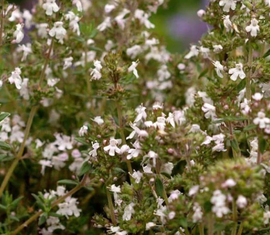 English Thyme