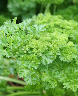 Parsley Forest Green