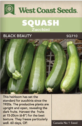 Squash Black Beauty