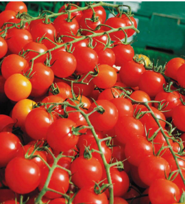Tomatoes Sweet Million Cherry F1
