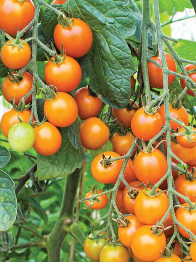 Tomatoes Sungold Cherry F1