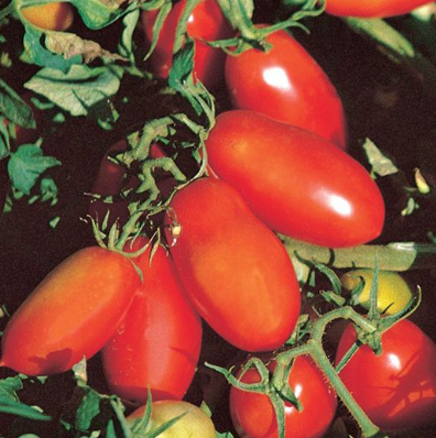 Tomatoes San Marzano Lampadina 2 Certified