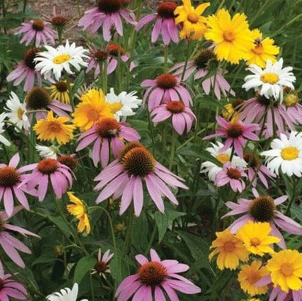 Wildflowers - Perennial Mix