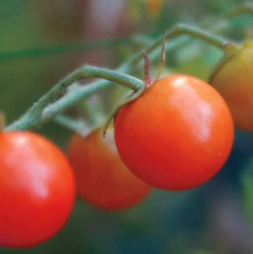 Tomatoes Sweetie Cherry Certified Organic