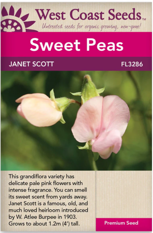 Sweet Peas - Janet Scott Pink