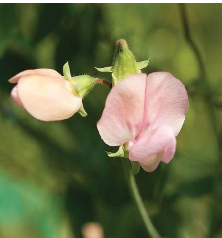 Sweet Peas - Janet Scott Pink