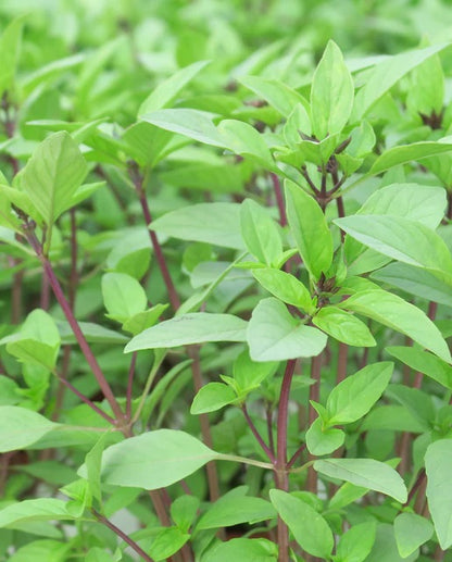 Sweet Thai Basil