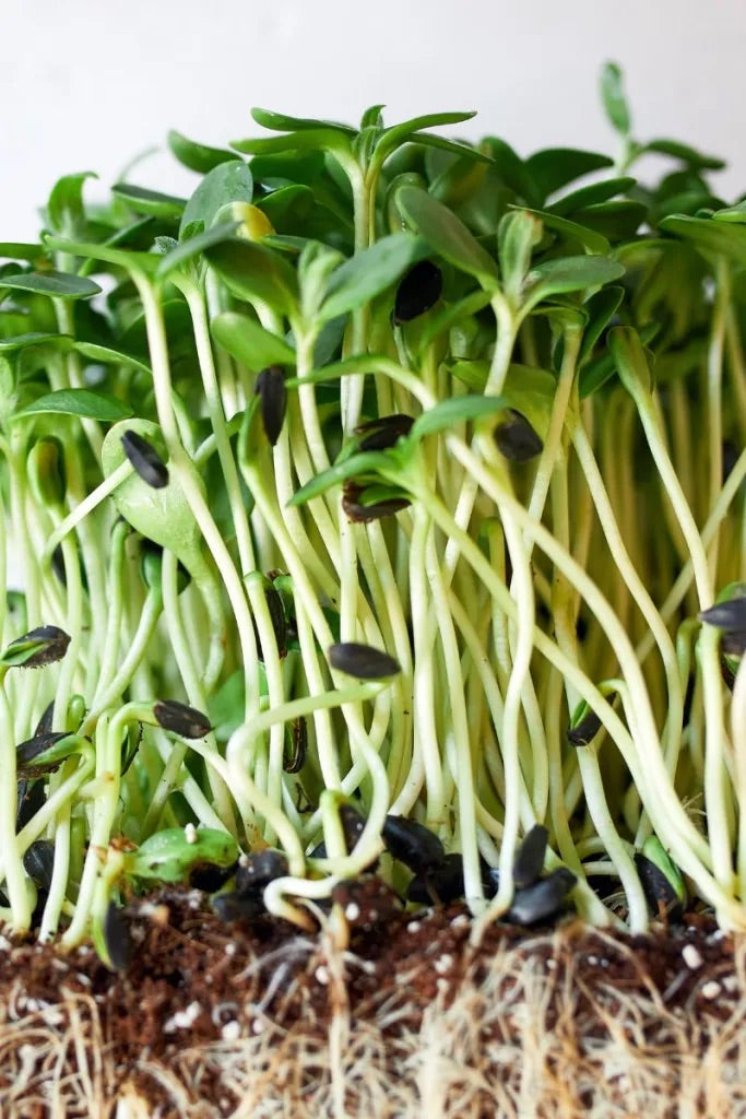 Microgreen Sunflower Seed